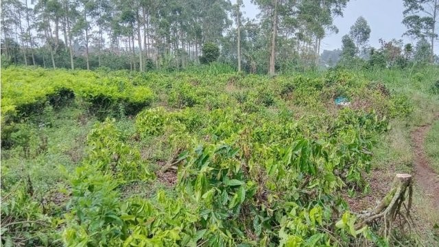 Manajemen PTPN I Regional 2 Kecam Perusakan Tanaman Teh di Kebun Malabar