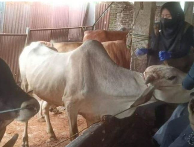 Jelang Idul Adha, Pemkot Bandar Lampung Cek Kesehatan dan Beri Vaksin Hewan Ternak 