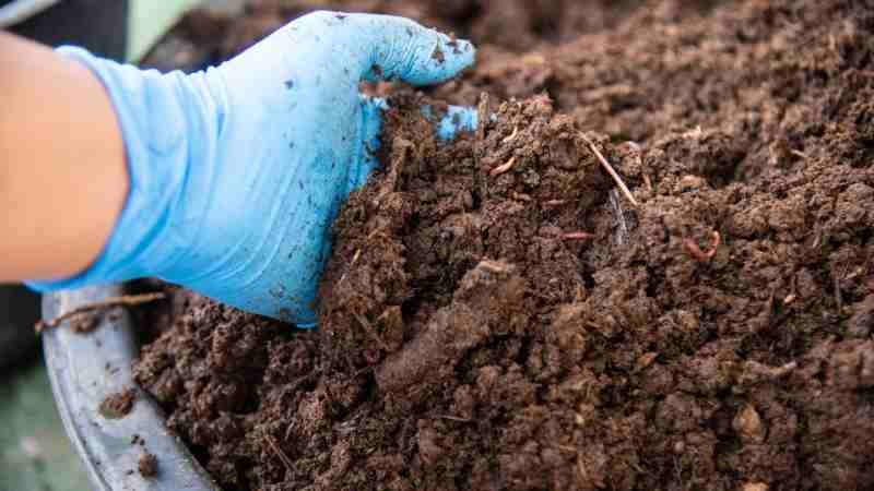 Holding Perkebunan Nusantara Perkuat Circular economy, palmCo kaji pupuk organik