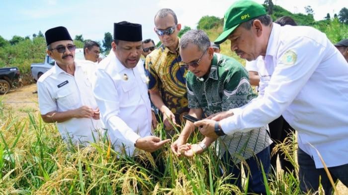 WUJUD KETAHANAN PANGAN - PTPN IV PalmCo dorong dan wujudkan ketahanan pangan melalui tumpangsari saw