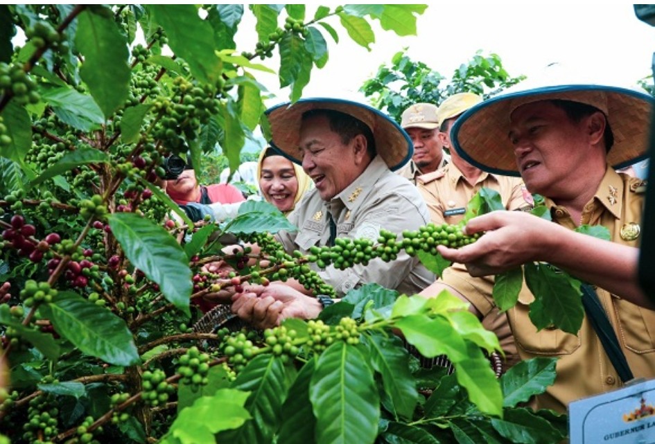 Gubernur Arinal Panen Kopi Arabika di Kecamatan Sekincau Lampung Barat