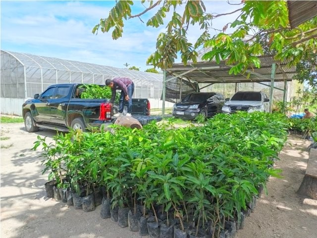 PalmCo Tanam Puluhan Ribu Pohon di 12 Provinsi