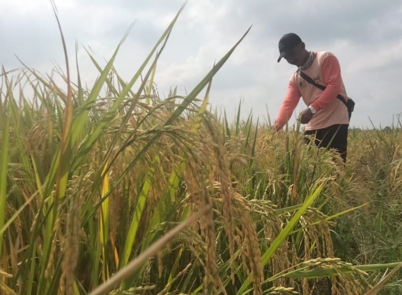 Produksi Terancam Turun, Petani Perlu Bantuan Agri Input