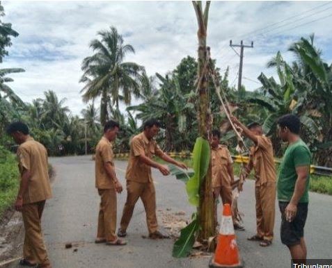 Protes Jalan Berlubang Tidak Digubris Pemerintah, Warga Pesisir Barat Lampung Tanam Pohon Pisang 